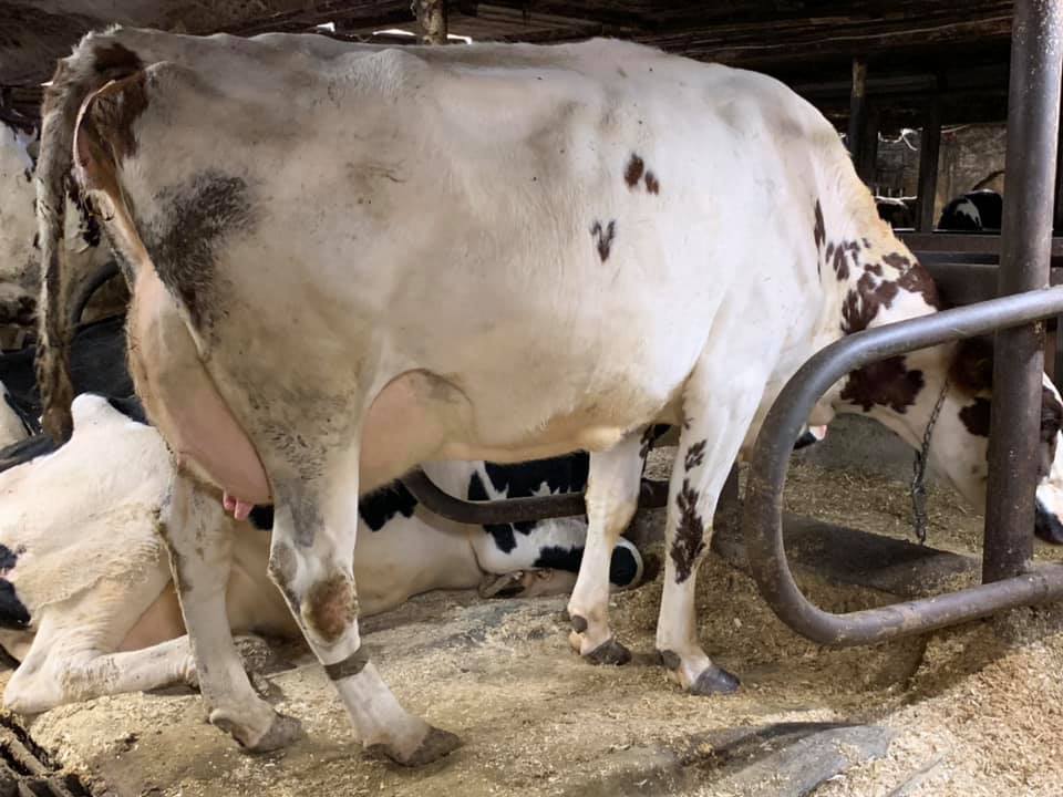 Ayrshire Bred Heifers and cows for sale